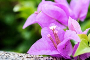 Bougainvillea low-maintenance plants Kenya along a garden fence