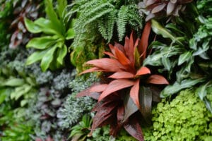 Crotons low-maintenance plants Kenya with colourful foliage