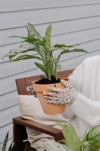 Peace lily low-maintenance indoor plants Kenya office space