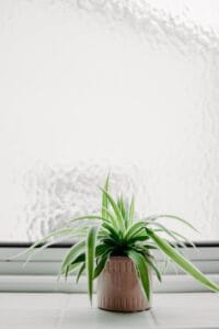Spider plant low-maintenance indoor plants Kenya hanging basket