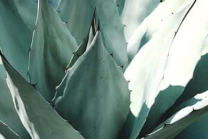 Agave drought-tolerant low-maintenance plants Kenya rock garden