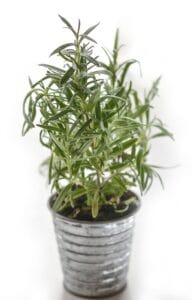 Rosemary easy herb low-maintenance plants Kenya sunny pot