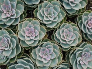 Succulents low-maintenance plants Kenya in small pots